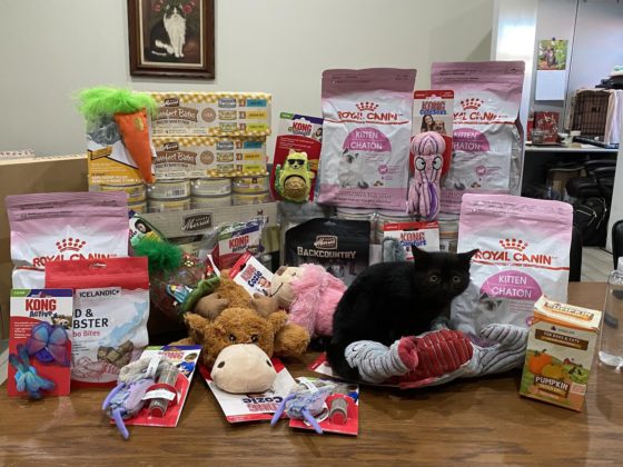 kitten with pet supplies