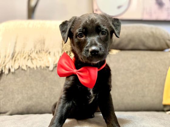 puppy with bow tie