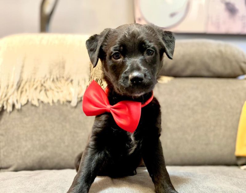 puppy with bow tie
