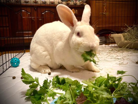 white rabbit