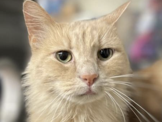 cat face