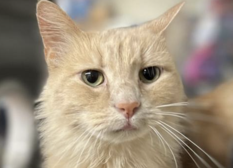 cat face
