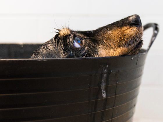 dog in bath