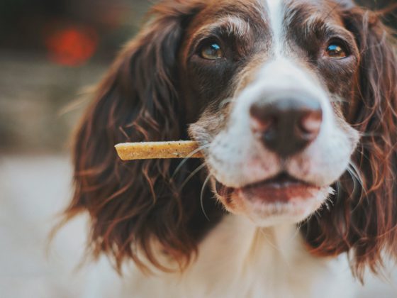 dog with treat