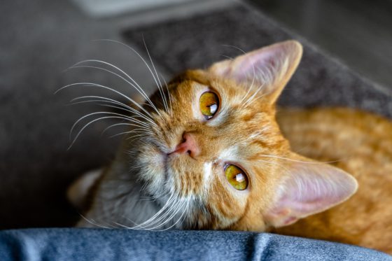 orange cat with long whiskers