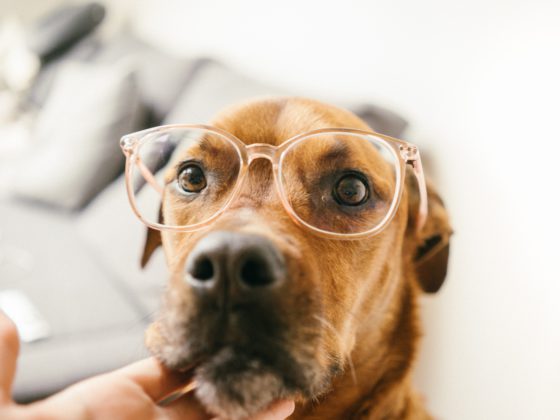 dog with glasses