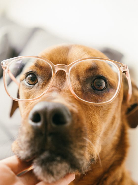 dog with glasses