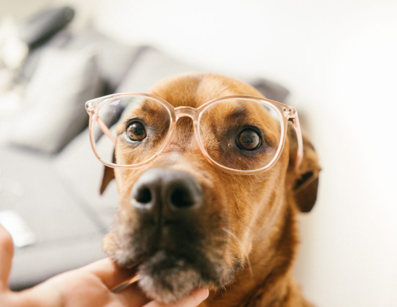 dog with glasses
