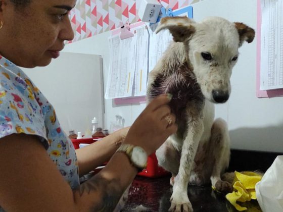 dog in medical clinic
