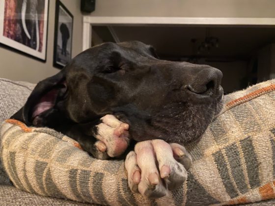 great dane sleeping