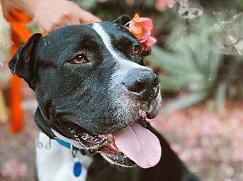 dog with flower in ear