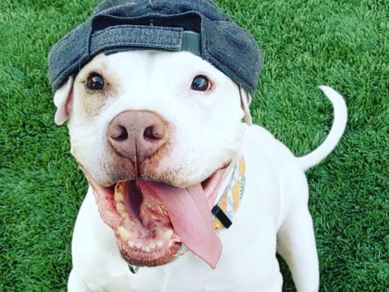 dog in hat