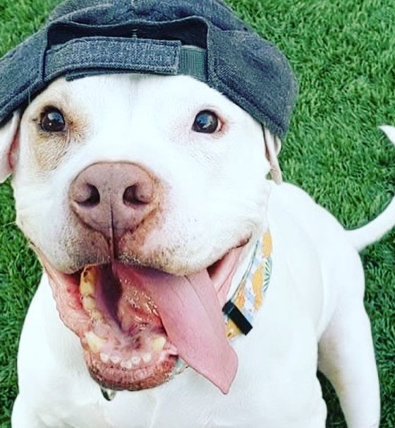 dog in hat