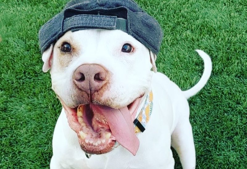 dog in hat