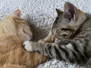 cats touching paws