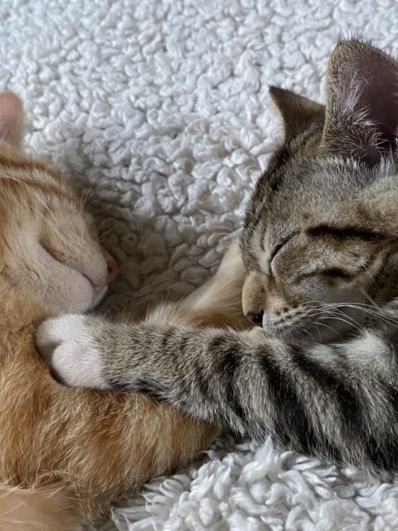 cats touching paws