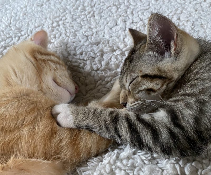 cats touching paws