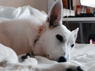 white husky