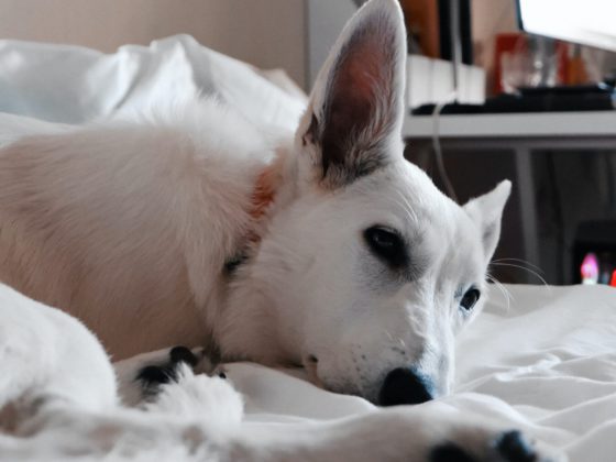 white husky