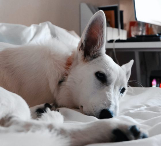 white husky