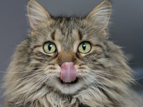 cat licking mouth