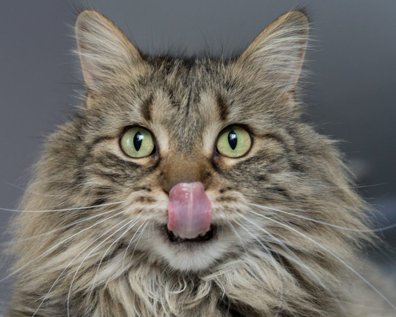 cat licking mouth