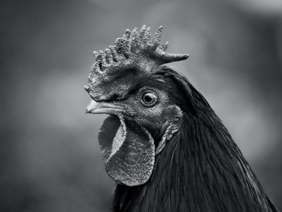 black and white rooster