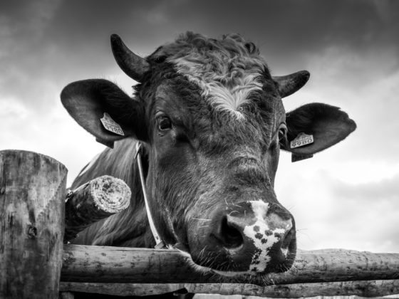 black and white cow