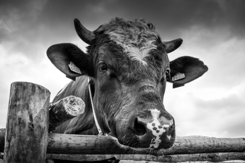 black and white cow