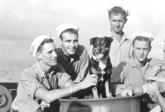 dog in navy