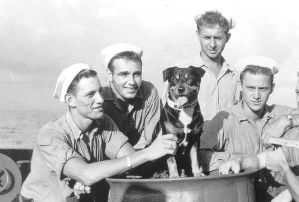 dog in navy