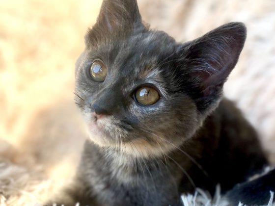 kitten with CH