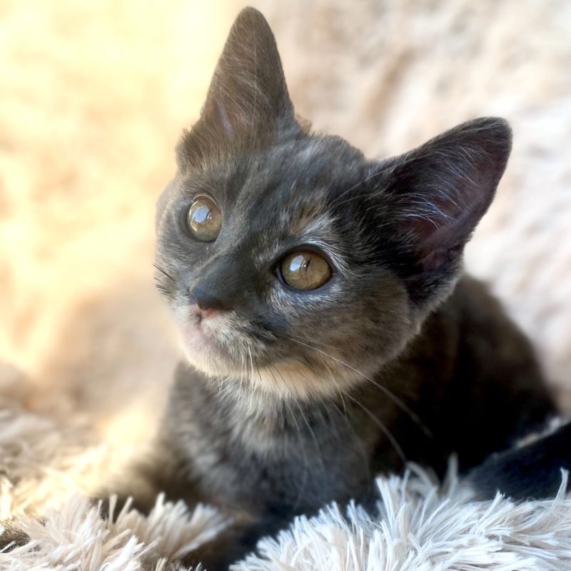 kitten with CH