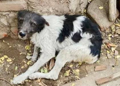 rescue dog on street