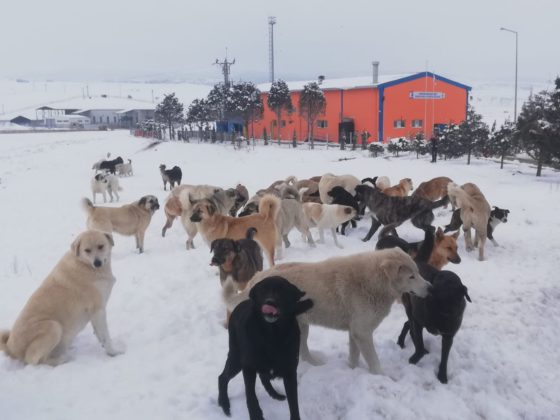 dogs in snow