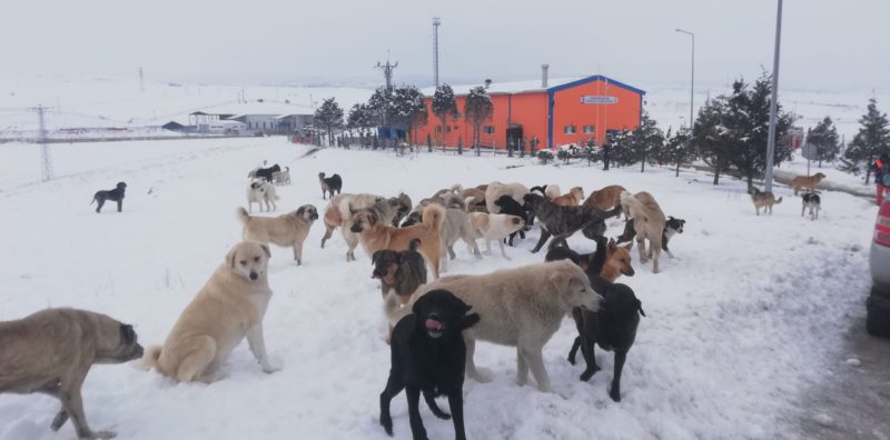 dogs in snow