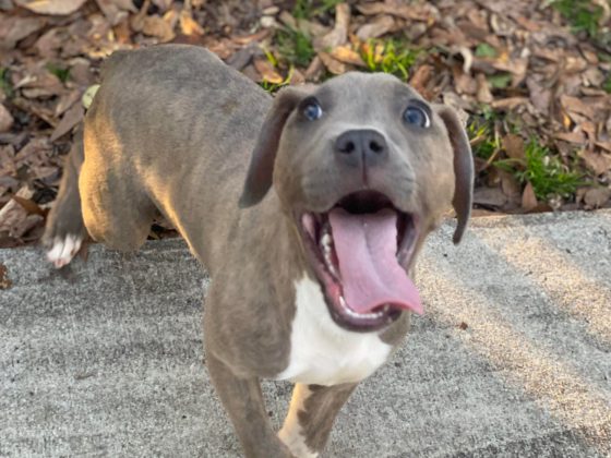 happy puppy