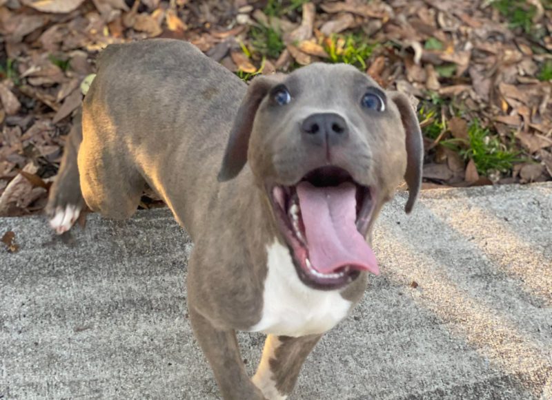 happy puppy