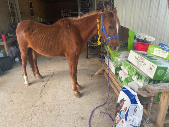 rescued horse