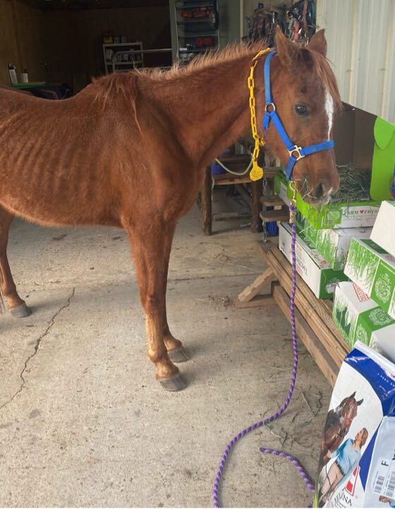 rescued horse