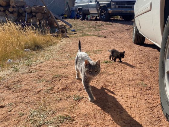 cats on road