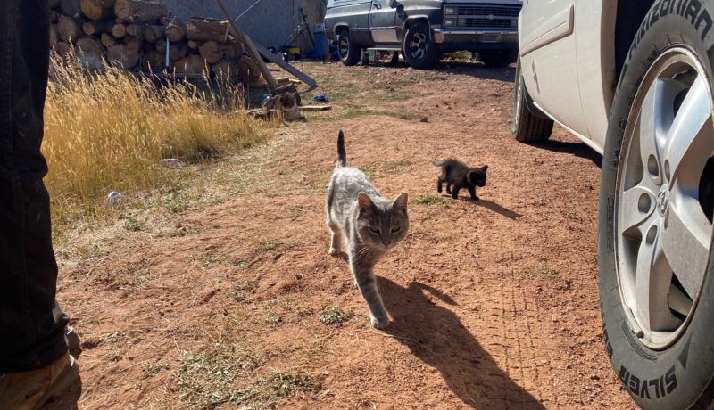 cats on road
