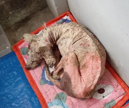 rescued dog