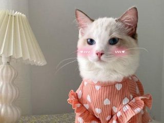 cat in shirt