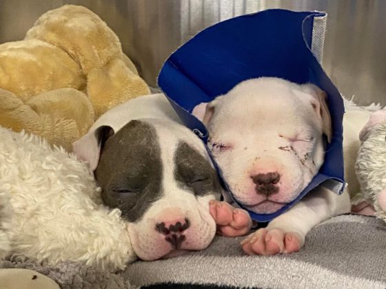 baby puppies