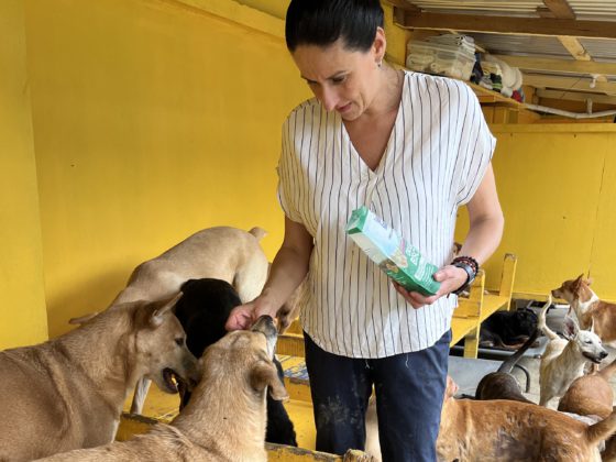 diana with yellow wall feeding dogs
