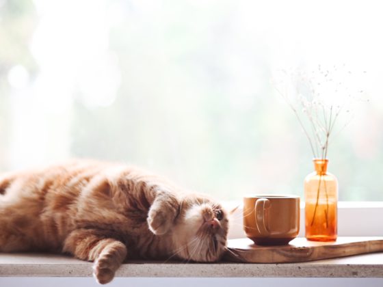 cat sleeping in window