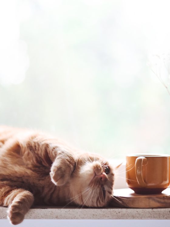 cat sleeping in window