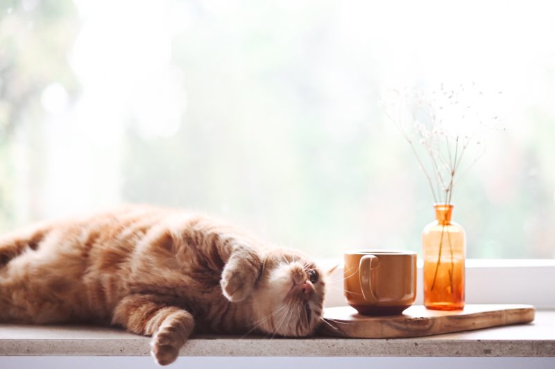 cat sleeping in window