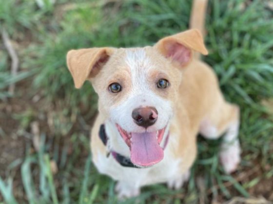 happy terrier in grass
